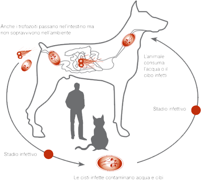 giardia nel cane quanto dura az ascaris hatása az idegrendszerre